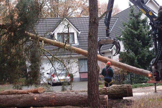 Lamswaarde bomen rooien